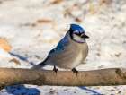 USA, Indiana, Indianapolis. Blue jay on tree limb in winter. Art Print